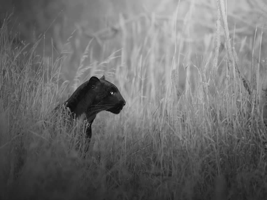Black and White Wildlife Photos from the 2025 Exposure One Award Winners