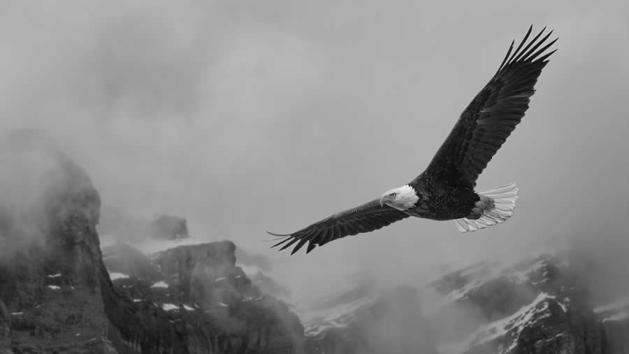 Black and White Wildlife Photos from the 2025 Exposure One Award Winners
