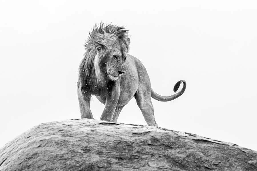 Black and White Wildlife Photos from the 2025 Exposure One Award Winners