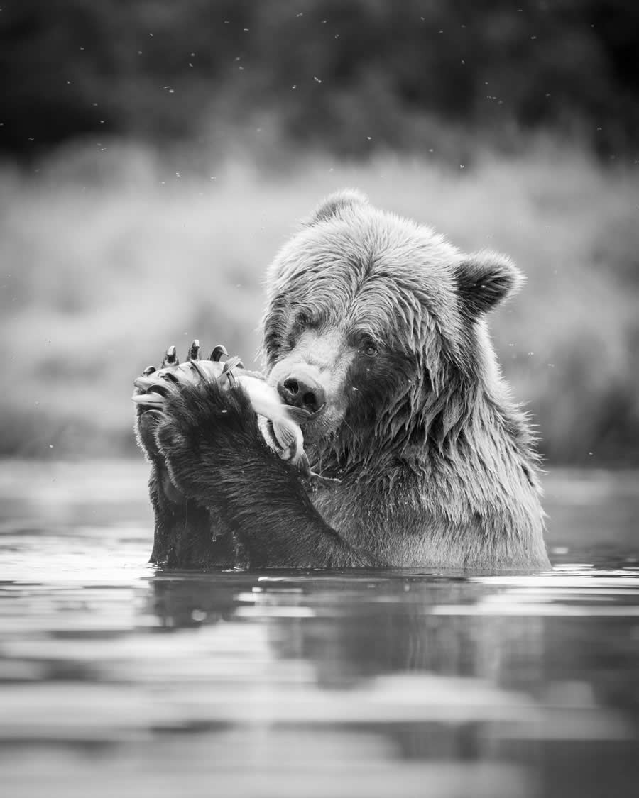 Black and White Wildlife Photos from the 2025 Exposure One Award Winners