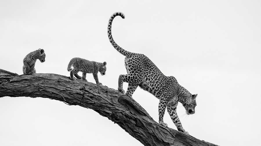 Black and White Wildlife Photos from the 2025 Exposure One Award Winners