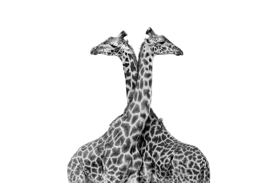 Black and White Wildlife Photos from the 2025 Exposure One Award Winners