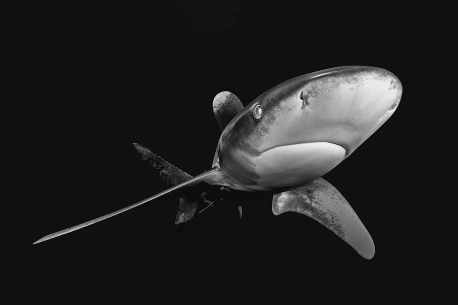 Black and White Wildlife Photos from the 2025 Exposure One Award Winners