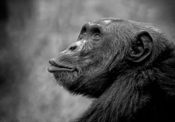 Black and White Wildlife Photos from the 2025 Exposure One Award Winners