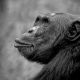 Black and White Wildlife Photos from the 2025 Exposure One Award Winners
