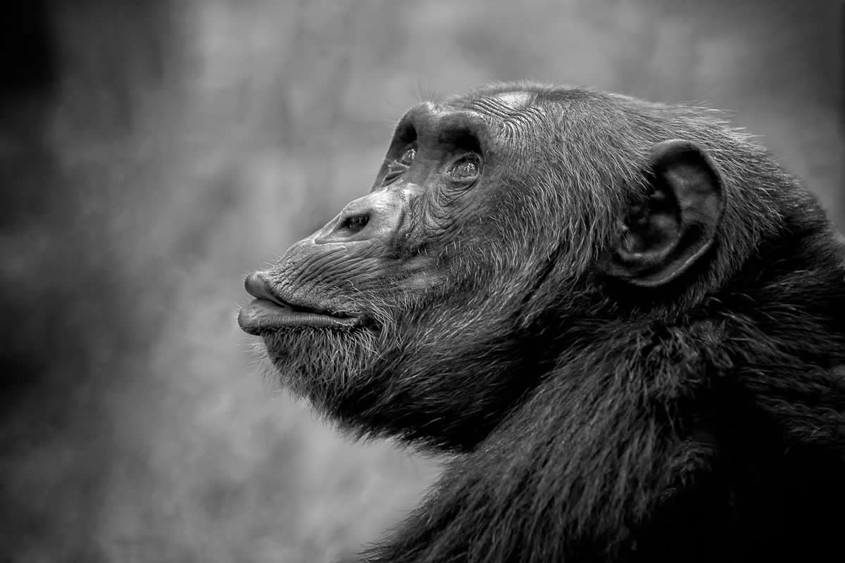 Black and White Wildlife Photos from the 2025 Exposure One Award Winners