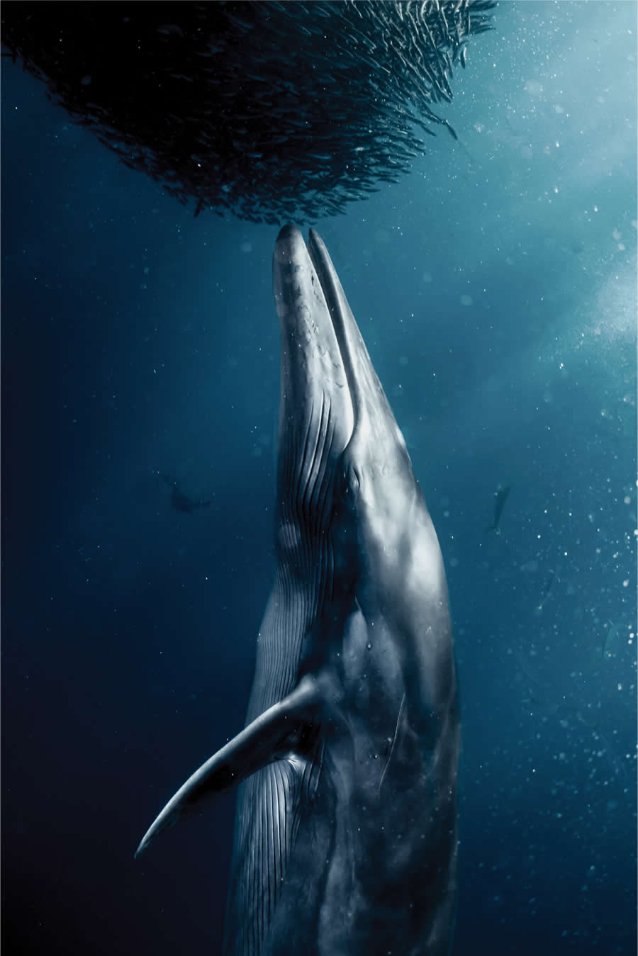 Award-Winning Photos from the 2025 Flow Photo Contest