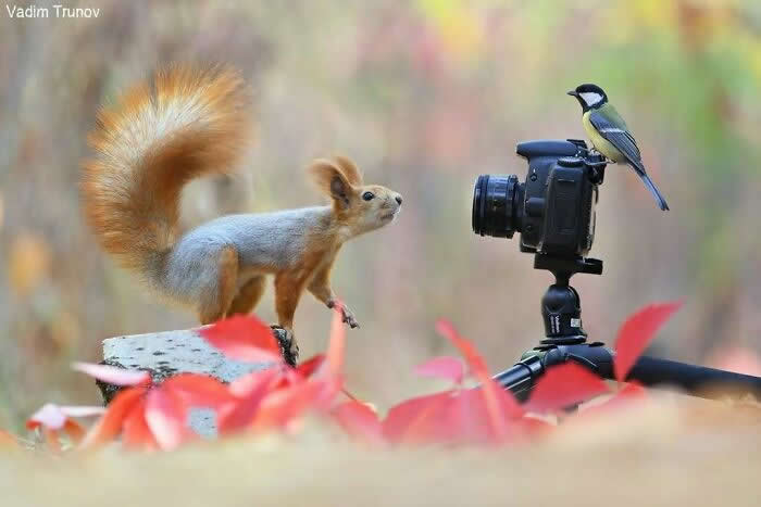 Funny Animal Photobombs That Surprised Wildlife Photographers