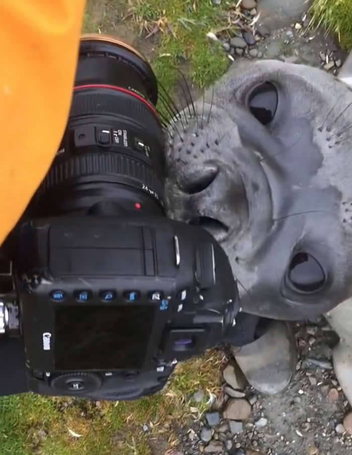 Забавные фотобомбы с животными, которые удивили фотографов дикой природы