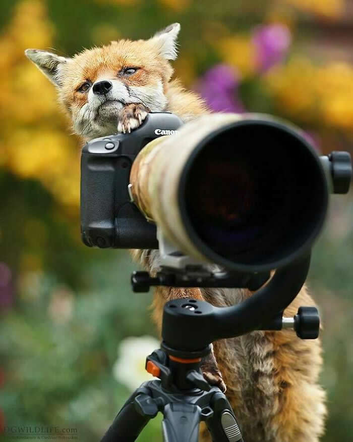 Забавные фотобомбы с животными, которые удивили фотографов дикой природы