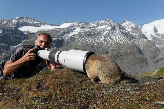Забавные фотобомбы с животными, которые удивили фотографов дикой природы