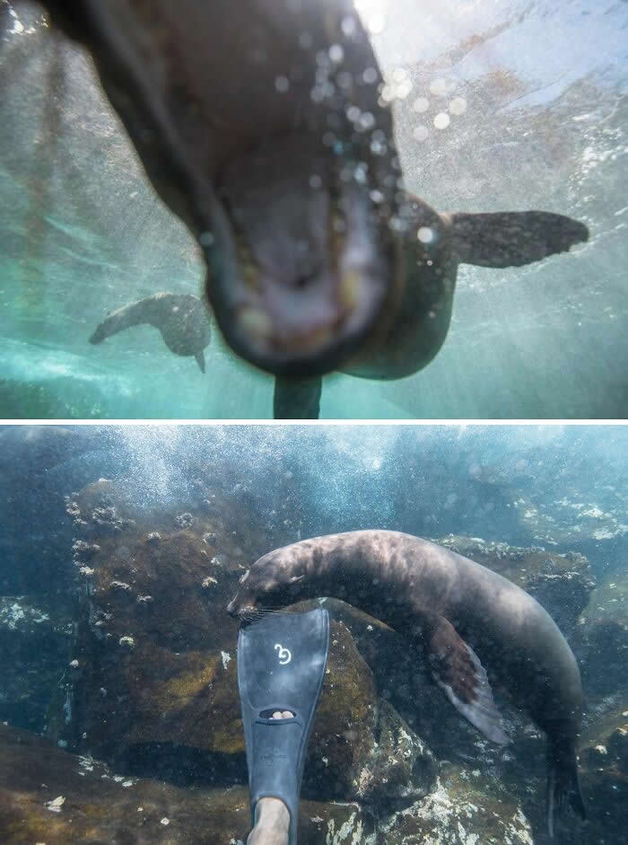 Funny Animal Photobombs That Surprised Wildlife Photographers