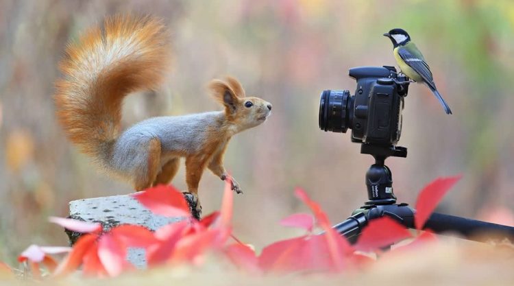 Funny Animal Photobombs That Surprised Wildlife Photographers