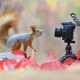 Funny Animal Photobombs That Surprised Wildlife Photographers