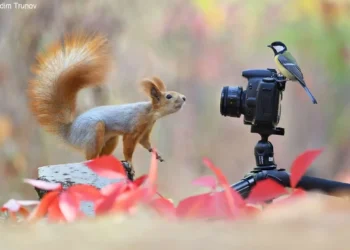 Funny animal pictures
