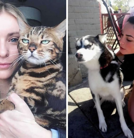 25 Funny Animal Reactions That Prove They’re Not Fans of Selfies