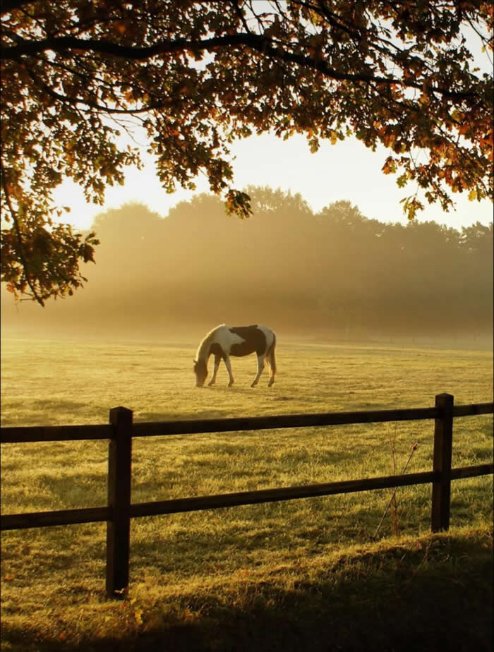 Heartfelt Nature Photos That Remind Us Life Is Full of Cherished Moments