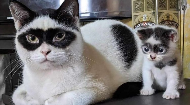 Heartwarming Animal Photos That Will Instantly Brighten Your Day