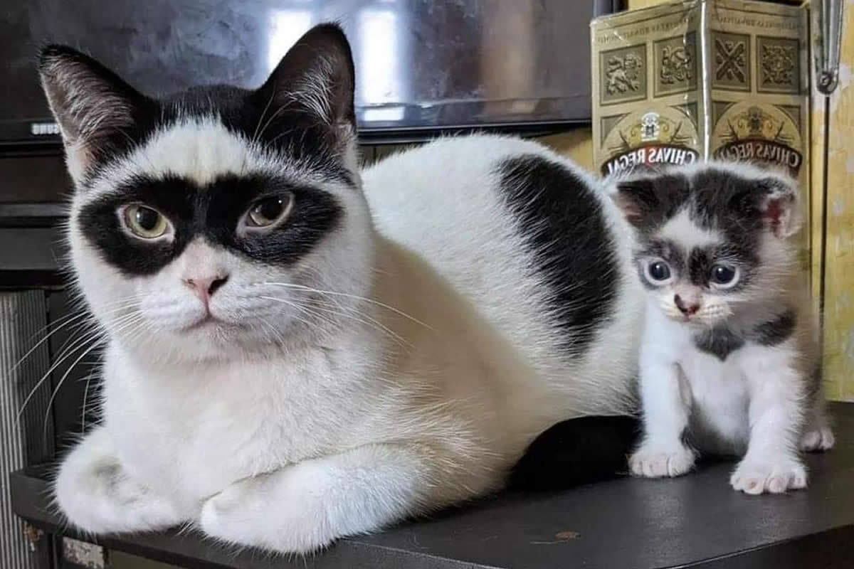 Heartwarming Animal Photos That Will Instantly Brighten Your Day