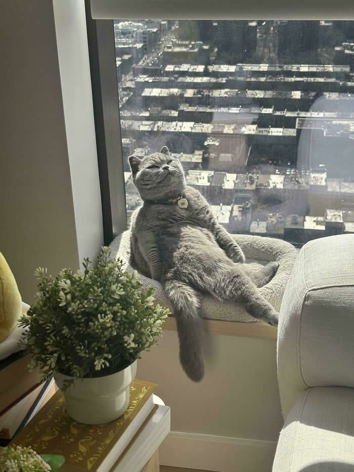 Hilarious Funny Cat Moments