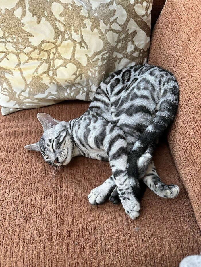 Hilarious Funny Cat Moments