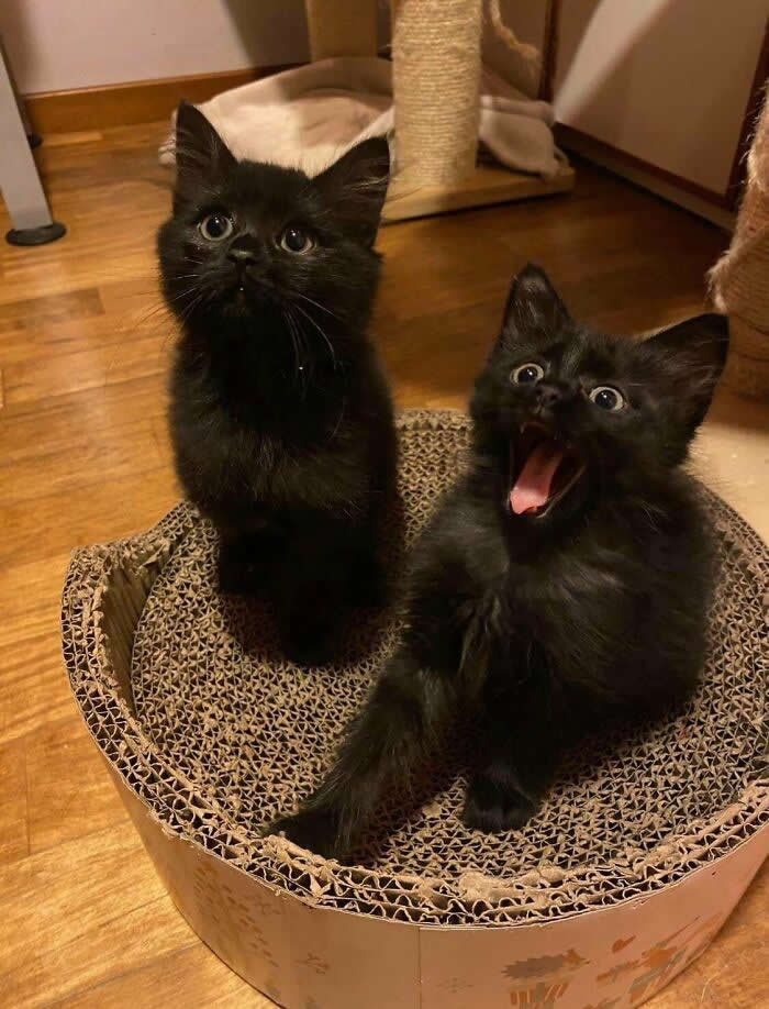 Hilarious Funny Cat Moments
