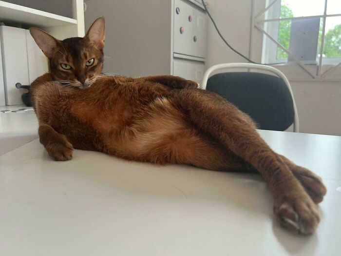 Hilarious Funny Cat Moments