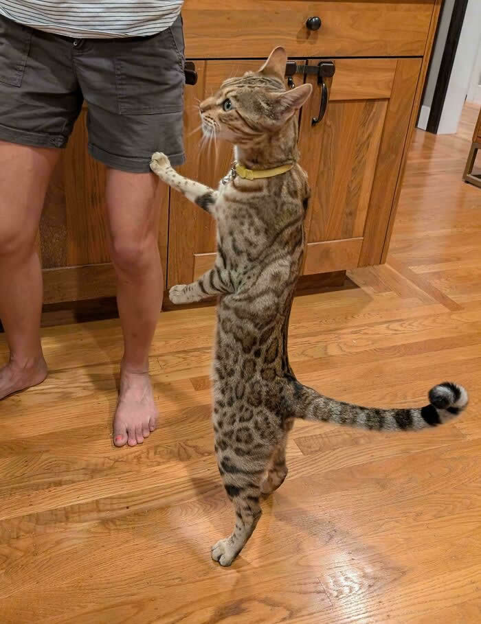 Hilarious Funny Cat Moments