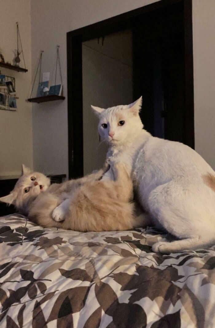 Hilarious Funny Cat Moments