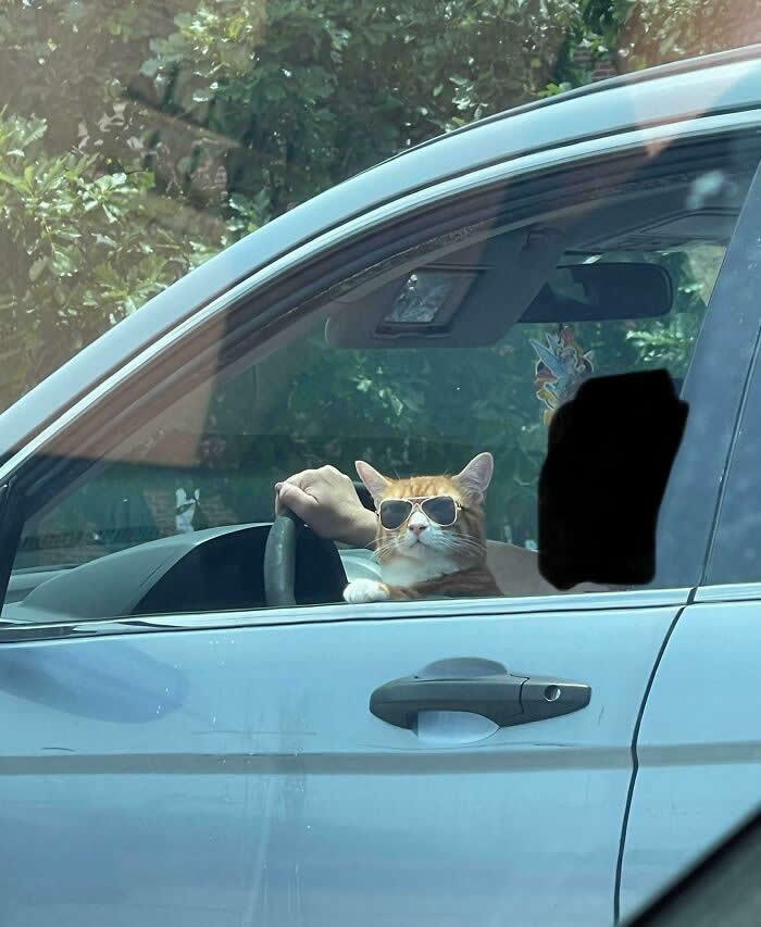 Hilarious Funny Cat Moments