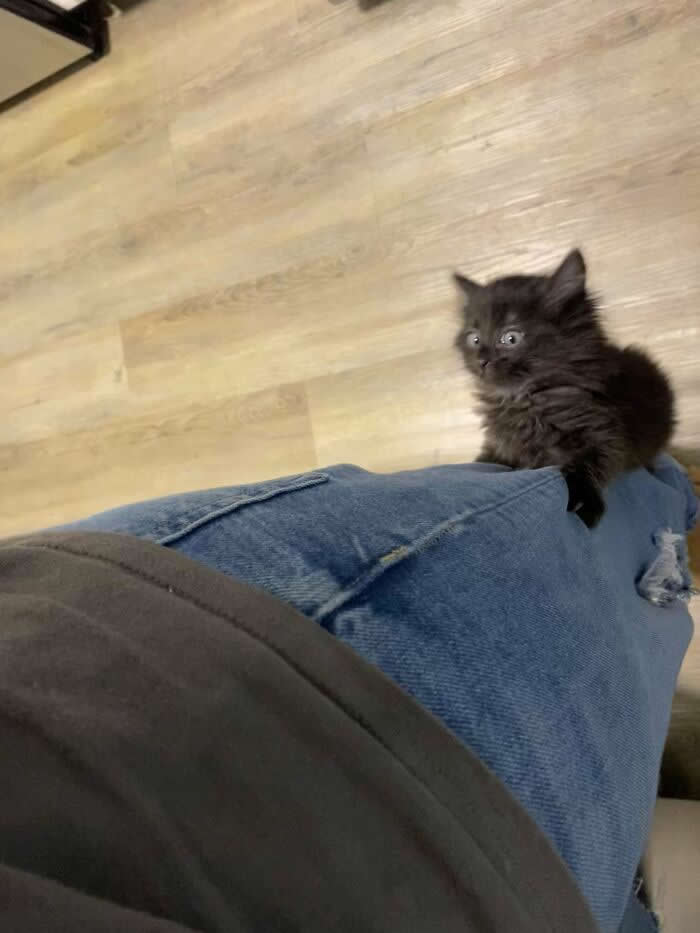 Hilarious Funny Cat Moments