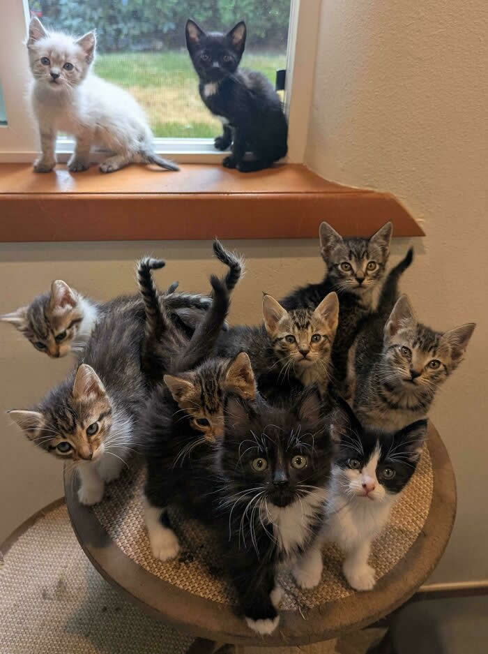 Hilarious Funny Cat Moments
