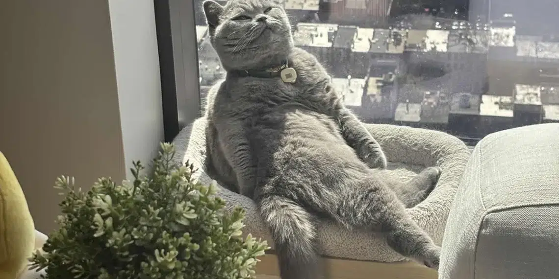 24 Hilarious Cat Moments That Prove They’re in a World of Their Own 26 hilarious cat moments