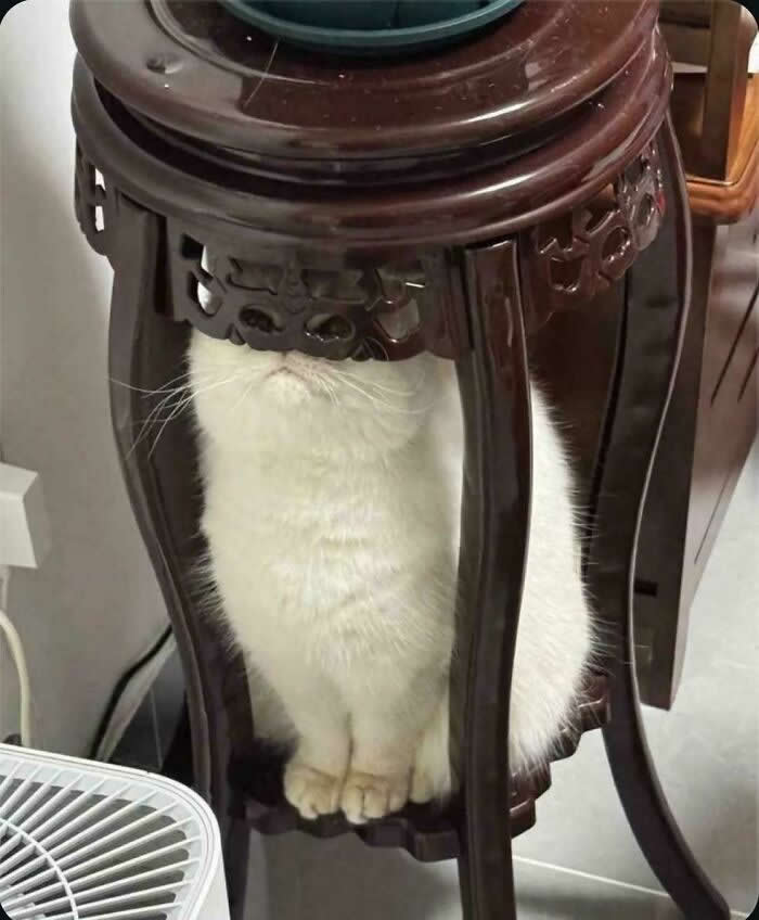 Hilarious Funny Cat Moments