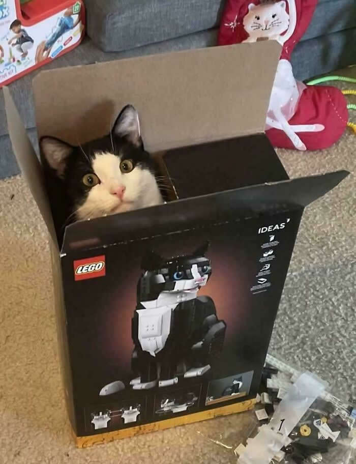 Hilarious Funny Cat Moments