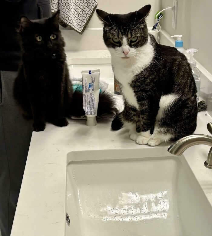 Hilarious Funny Cat Moments