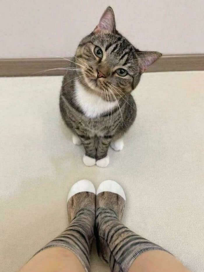 Hilarious Funny Cat Moments