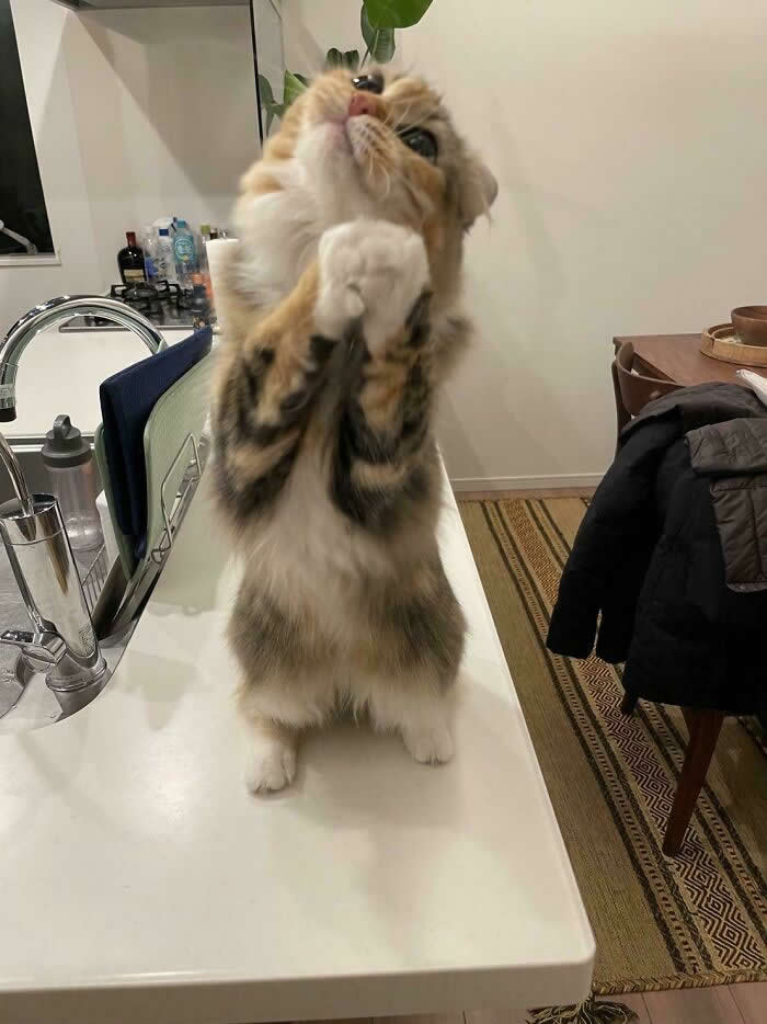 Hilarious Funny Cat Moments
