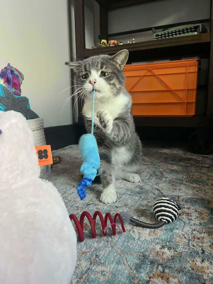 Hilarious Funny Cat Moments