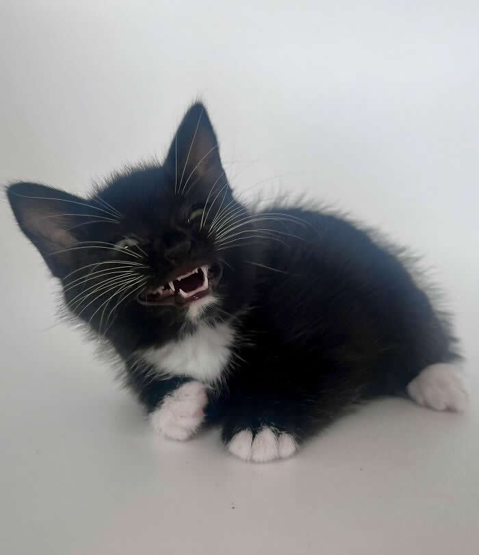 Hilarious Funny Cat Moments