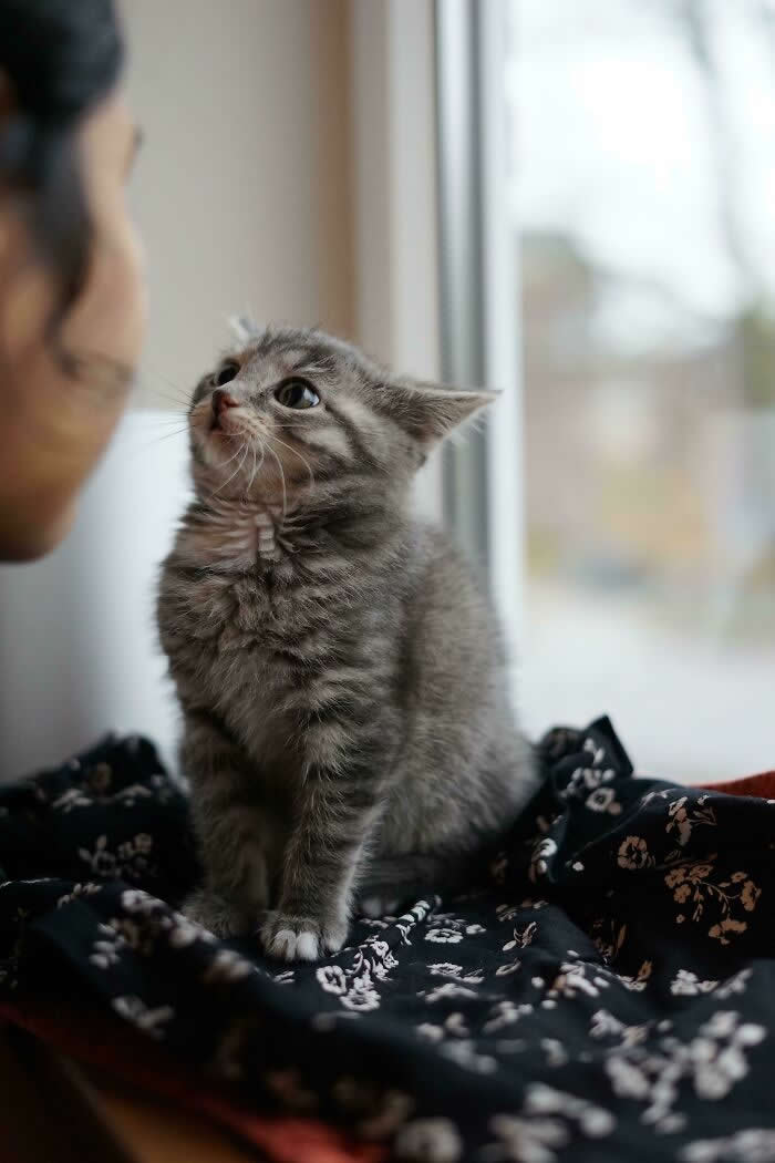 Hilarious Funny Cat Moments