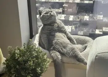 hilarious cat moments