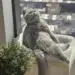 hilarious cat moments