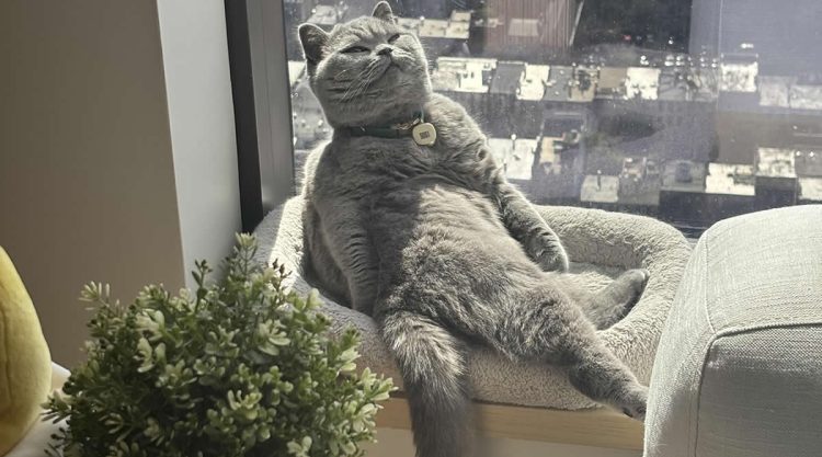 Hilarious Funny Cat Moments