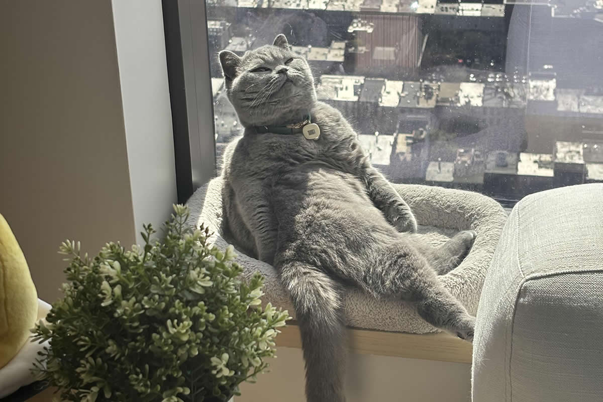 24 Hilarious Cat Moments That Prove They’re in a World of Their Own