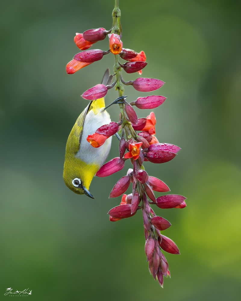 Indian Bird Photography by Jerin Alex