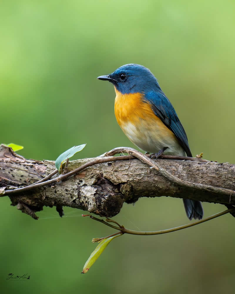 Indian Bird Photography by Jerin Alex