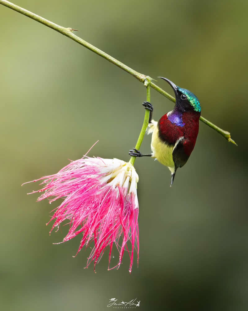 Indian Bird Photography by Jerin Alex