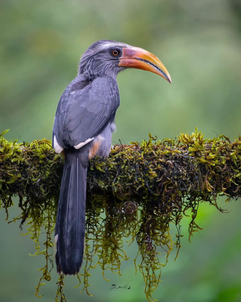 Indian Bird Photography by Jerin Alex