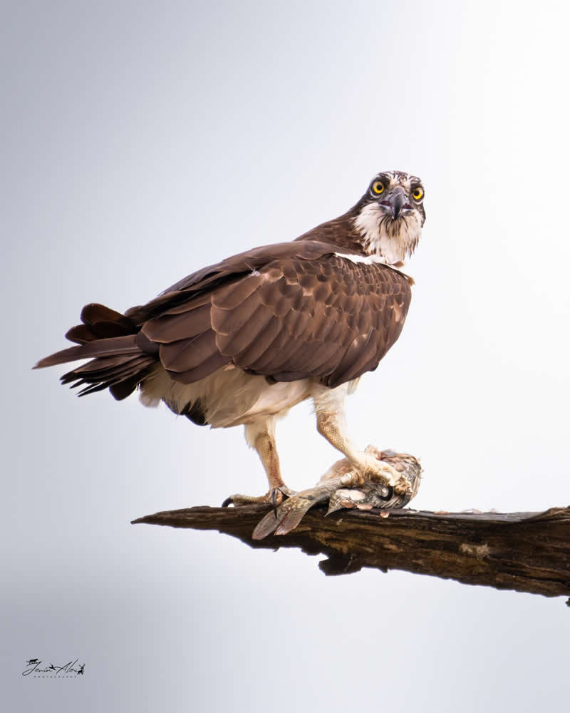 Indian Bird Photography by Jerin Alex